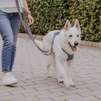 Eine Person führt einen weißen Hund an der Leine auf einem gepflasterten Weg, umgeben von Grün. Der Hund trägt ein blaues Geschirr.