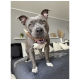 Ein verspielter grauer Pitbull mit einer weißen Brust steht auf einer Couch, hält einen Kaustick im Mund und schaut direkt in die Kamera.