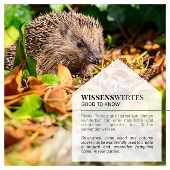 Igel zwischen Herbstblättern mit Textüberlagerung 'WISSENSWERTES - GOOD TO KNOW' über die Verwendung von Reisig für Igelschutzplätze.