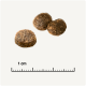 Trois pellets de nourriture pour animaux de compagnie ronds et marron foncé sur un fond clair, avec une règle indiquant une échelle de 1 cm.