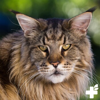 Eine flauschige graue Katze, die in einem Feld aus grünem Gras und gelben Blumen liegt, mit einem Logo, das ein Blatt und ein Pluszeichen in der Ecke zeigt.