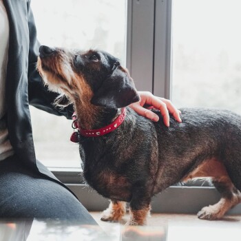 Rauhhaariger Dackel mit rotem, mit Herznieten besetztem Halsband wird von einer Person neben einem Fenster gestreichelt.