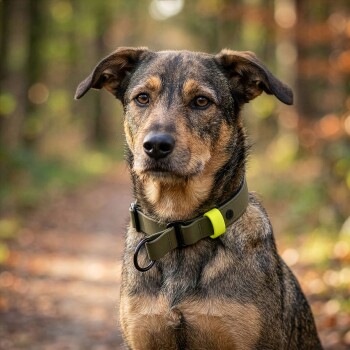 Sandfarbener Hund mit unscharfem Gesicht steht auf einem mit Laub bedeckten Weg und trägt ein gemustertes Halsband mit Quasten-Anhänger.