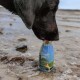 Ein schwarzer Hund trinkt aus einer blauen Flasche mit dem Etikett "Trinkpause" und dem Text "Erfrischt jeden Hund" an einem sandigen Strand.