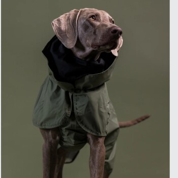 Weimaraner-Hund trägt einen grünen Regenmantel mit schwarzer Kapuze vor schlichtem olivfarbenem Hintergrund.