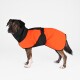 Ein gestromter Hund trägt einen leuchtend orangefarbenen und schwarzen wasserdichten Mantel und steht vor einem weißen Hintergrund.