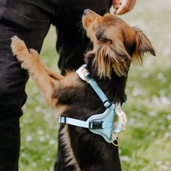 Ein kleiner brauner Hund, der ein hellblaues Geschirr trägt, steht auf seinen Hinterbeinen und streckt sich nach einer Person in schwarzen Hosen aus.