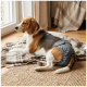 Beagle trägt eine graue Hundewindel und liegt auf einer karierten Decke am Fenster.