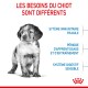 Un chiot au visage flou avec le texte : "LES BESOINS DU CHIOT SONT DIFFÉRENTS," notant ses systèmes immunitaire et digestif fragiles.