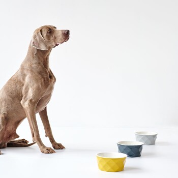 Ein Weimaraner-Hund sitzt aufmerksam neben drei bunten Futterschalen: gelb, blau und grau, vor einem weißen Hintergrund.