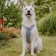 Ein glücklicher weißer Hund mit einem blauen Geschirr sitzt in einem Garten, umgeben von roten Blumen und grünem Laub.