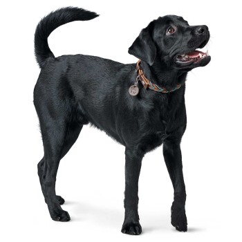 Ein glücklicher schwarzer Labrador-Retriever steht mit erhobenem Schwanz, trägt ein buntes Halsband mit einem Anhänger, vor einem weißen Hintergrund.