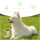Ein weißer Hund auf Gras neben einer "LACHSOL" Flasche. Der Text lautet: "Hilft Fell & Haut," "Unterstützt Gelenke & Knochen," "Stärkt das Immunsystem."