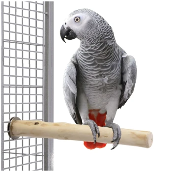 Ein grauer Afrikanischer Graupapagei mit rotem Schwanz sitzt auf einem Holzstift vor einem Metallkäfig.