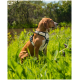 Ein brauner Hund, der ein schwarzes und beiges Geschirr trägt, sitzt im hohen grünen Gras und schaut zur Seite in einer sonnigen Umgebung.