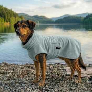 Ein gestromter Hund trägt einen weichen, hellgrauen Fleece-Mantel und steht vor einem blassblauen Hintergrund, schaut nach oben.