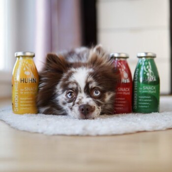 Ein Mops sitzt auf einem Baumstamm, mit einer grünen Flasche mit der Aufschrift "SMOOTHIEDog Lamm" davor, die "Der SNACK für jeden Hund" und "100 % natürlich, Zuckerfrei" angibt.