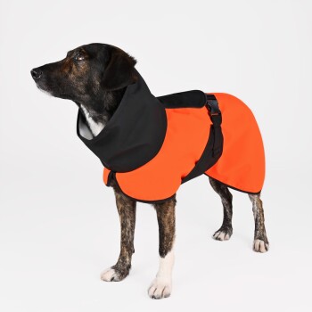 Ein Hund, der einen leuchtend orangefarbenen und schwarzen Regenmantel trägt, steht mit dem Kopf zur Seite gedreht und zeigt sein stylisches Outfit.