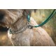Nahaufnahme eines tanfarbenen Hundes mit einem grünen Halsband und einer silbernen Kette, vor einem verschwommenen natürlichen Hintergrund.