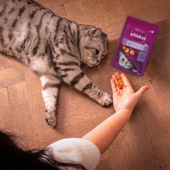 Whiskas commercial cheap