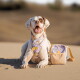 Lächelnder weiß-brauner Hund mit pastellfarbenem Geschirr und Identifikationsmarken, sitzt auf Sand neben einer kleinen lavendel- und beigen Hundetasche