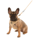Un Bulldog français portant un harnais en maille beige attaché à une laisse de couleur claire, assis sur un fond blanc.