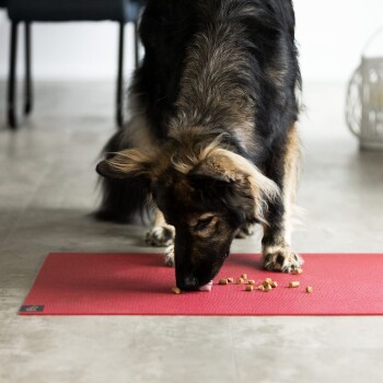 Ein Hund mit einem flauschigen Fell frisst Kibble von einer roten Futtermatte auf einem gefliesten Boden, mit einem verschwommenen Hintergrund von Möbeln.