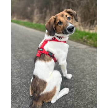 Ein brauner und weißer Hund trägt ein graues Geschirr und eine Leine und schaut aufmerksam in einer natürlichen Umgebung nach oben.