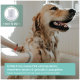 Eine Person massiert das nasse Fell eines Golden Retrievers. Text: "In das nasse Fell einmassieren, einwirken lassen & ausspülen." Icon: "Einfach zu verwenden."
