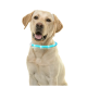 Ein glücklicher gelber Labrador mit einem leuchtenden blauen LED-Halsband, der aufrecht vor einem weißen Hintergrund sitzt.