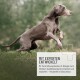 Kieselerde für Hunde, 400g-Packung mit einer Hundesilhouette, mit Text, der die Vorteile für Haut- und Fellgesundheit hervorhebt.