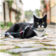 Tuxedo-Katze mit grünen Augen liegt auf einer Kopfsteinpflasterstraße und trägt ein buntes Geschirr sowie eine Leine.
