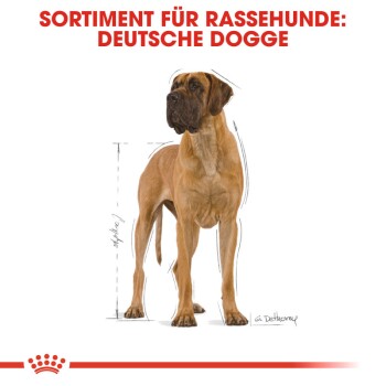 Illustration einer Deutschen Dogge mit Abmessungen, betitelt "Sortiment für Rassehunde: Deutsche Dogge" oben.