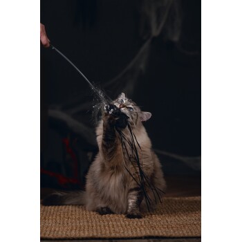 Flauschige getigerte Katze mit blauen Augen spielt mit einem schwarzen Feder-Spielzeug, das von einer Hand auf einer gewebten Matte gehalten wird.