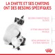 Mère chatte et chaton avec le texte : "Besoins énergétiques élevés", "Système immunitaire faible" et "Développement du système nerveux."