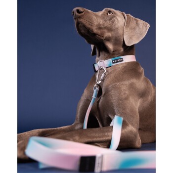Ein grauer Weimaraner-Hund trägt ein stilvolles pinkes und blaues Halsband und Leine, sitzt vor einem dunkelblauen Hintergrund.