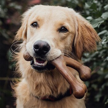 A close-up of a dog holding a chew bone in its mouth, surrounded by greenery, showcasing its fluffy fur and collar.
