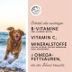 Ein Golden Retriever steht im flachen Strandwasser, mit Text über essentielle Vitamine und Mineralien für Hunde, wie B-Vitamine und Omega-Fettsäuren.