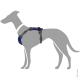 Illustration eines grauen Hundes, der ein blaues und graues Geschirr trägt, das das Design und die Passform des Geschirrs zeigt.