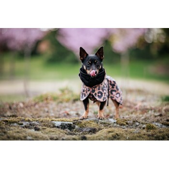 Ein kleiner Hund, der einen stilvollen Leopardenmuster-Mantel und ein schwarzes Halsband trägt, steht auf moosigem Boden, leckt sich die Nase, mit rosa Blüten im Hintergrund.