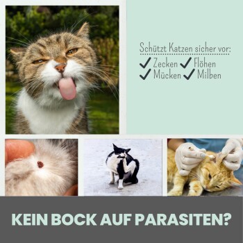 Eine verspielte Katze mit herausgestreckter Zunge, umgeben von Zeckenbildern, einer kratzenden Katze und einem Tierarzt. Text: "Schütze Katzen vor: Zecken, Flöhen, Mücken, Milben."