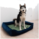 Ein schwarz-weißer Siberian Husky sitzt auf einem plüschigen blauen Hundebett mit einem grünen Kissen und schaut direkt in die Kamera.