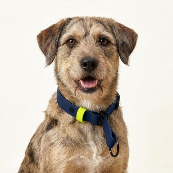 Ein stilvolles Haustierhalsband mit einem marineblauen Riemen und einer leuchtend gelben Schnalle sowie zwei schwarzen Punkten, vor einem weißen Hintergrund.