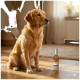 Golden Retriever sitzt drinnen auf einem Parkettboden neben einer kleinen bernsteinfarbenen Flasche mit einem Etikett.