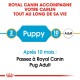 Guide Royal Canin pour les Pugs, indiquant les étapes d'alimentation : "Chiot" pour 2 mois, transition vers "Adulte" après 10 mois.