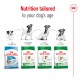 Royal Canin dog food packaging shows four products for different life stages: Puppy, Mini Adult, Mini Adult 8+, and Mini Ageing 12+.