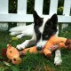 Black-and-white dog with blue eyes chewing an orange plush giraffe on grass in front of a white picket fence