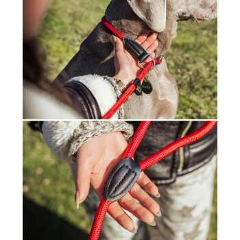 Eine Nahaufnahme eines Hundes mit schwarz-braunem Fell, der ein rotes Geschirr und eine Leine trägt und aufmerksam in einer Waldumgebung nach oben schaut.