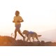 Eine Person in einem gelben Shirt und gemusterten Shorts joggt bei Sonnenuntergang neben einem Golden Retriever mit einem blauen Geschirr.