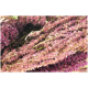 Getrocknete lila Amaranthblüten, die in einem Bund angeordnet sind, und ihre lebendige Farbe und Textur zeigen.